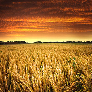 Активные закупки экспортеров разогревают рынок пшеницы
